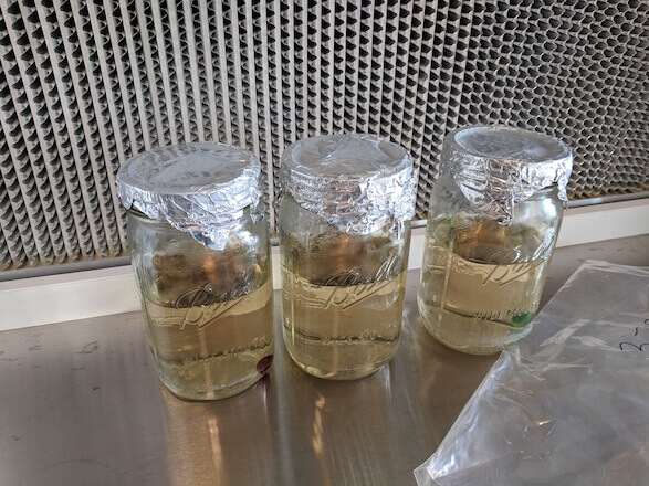 Pressure cooked water and maple syrup liquid culture