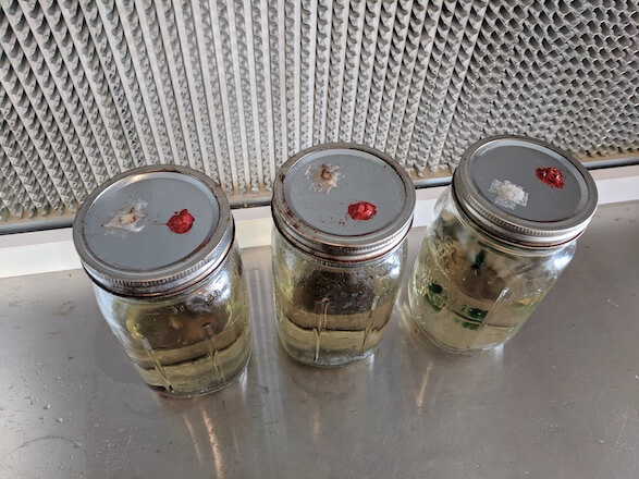 Airport lids ready for innoculation