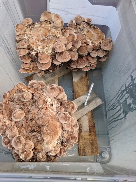 Shiitake fruiting on stakes