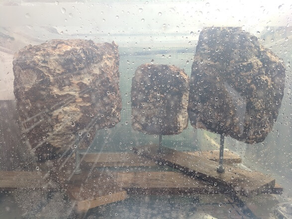 Shiitake on stakes in a tub