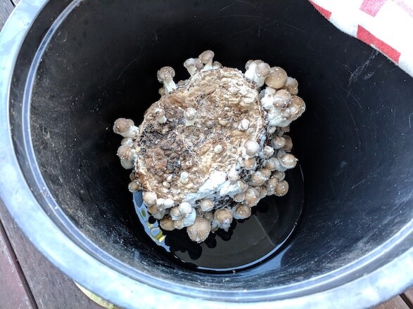 Fruiting shiitakes from a bucket on top of a brick