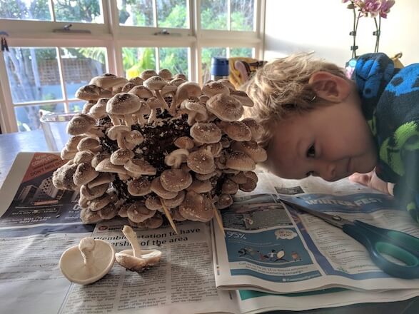 Harvesting shiitake on newspaper