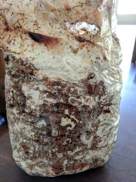 Shiitake block starting to popcorn