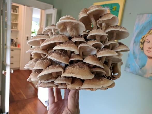 Holding a shiitake block that's fruiting