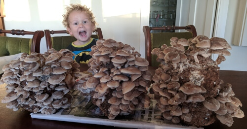 Shiitake batboy