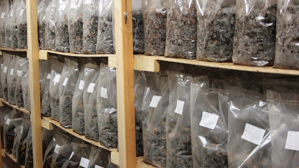 Single Use Plastic in mushroom growing