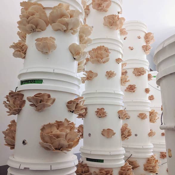 Using buckets to grow oyster mushrooms