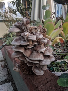 Shiitake fruiting from cylindrical block
