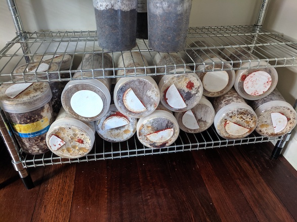 Shiitake cylinders stacked for incubation