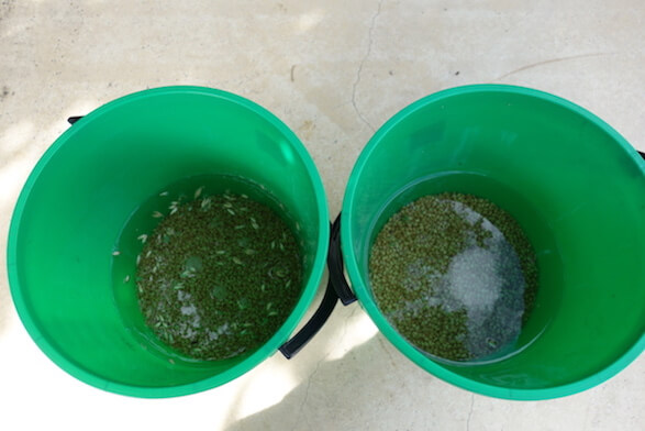 Soaking grain for spawn