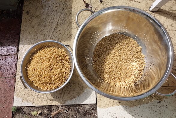 Draining grain in sieves