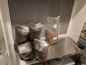 Ready to inoculate in front of flow hood
