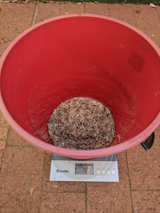 Coarser bluegum fines